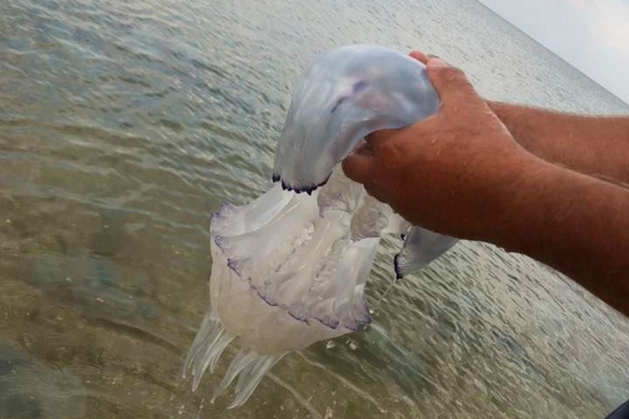 На Азовском море массовая гибель медуз: из-за серьезной опасности закрыли пляж. Новости Днепра