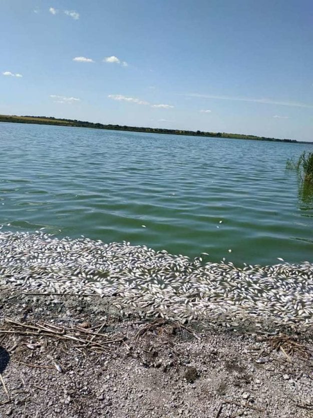 Экологическая катастрофа в Днепропетровской области: в водоеме под Кривым Рогом – массовый мор рыбы (Фото). Новости Днепра