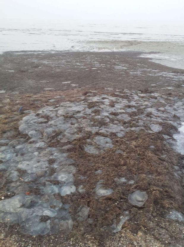 На Азовском море природная катастрофа: ученые разводят руками (Фото). Новости Днепра
