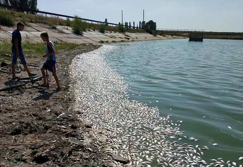 Экологическая катастрофа в Днепропетровской области: в водоеме под Кривым Рогом – массовый мор рыбы (Фото). Новости Днепра