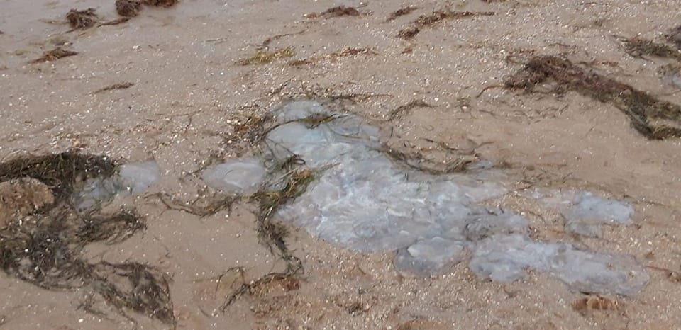 Азовское море в Генгорке покинуло берега и сильно воняет (Фото). Новости Днепра