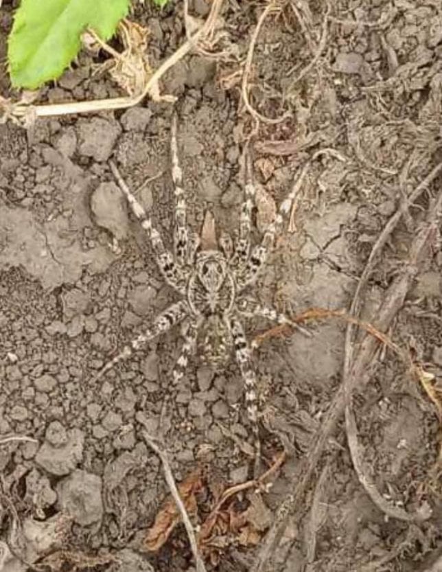 Под Днепром у горожан появились кусачие лохматые "соседи" (Фото). Новости Днепра