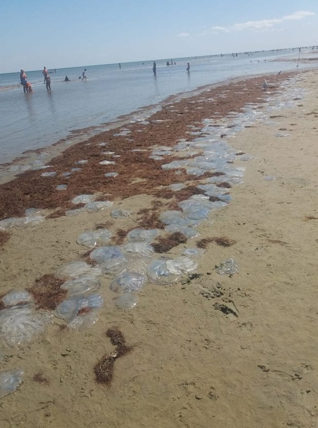 На Азовском море природная катастрофа: ученые разводят руками (Фото). Новости Днепра