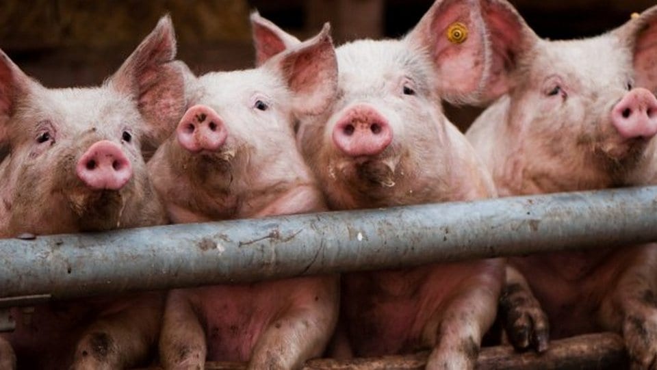 В Полтавской области "орудует банда" свиней. Новости Днепра