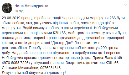 В Кривом Роге маршрутчик нарочно переехал собаку: животное нуждается в помощи. Новости Днепра