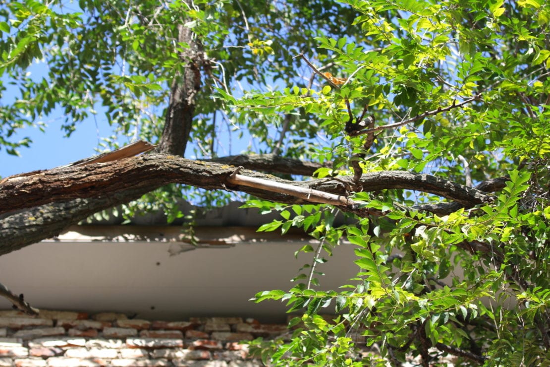 Аварийные деревья в Днепре: как КП «Горзеленстрой» помогает днепрянам бороться с опасными насаждениями. Новости Днепра