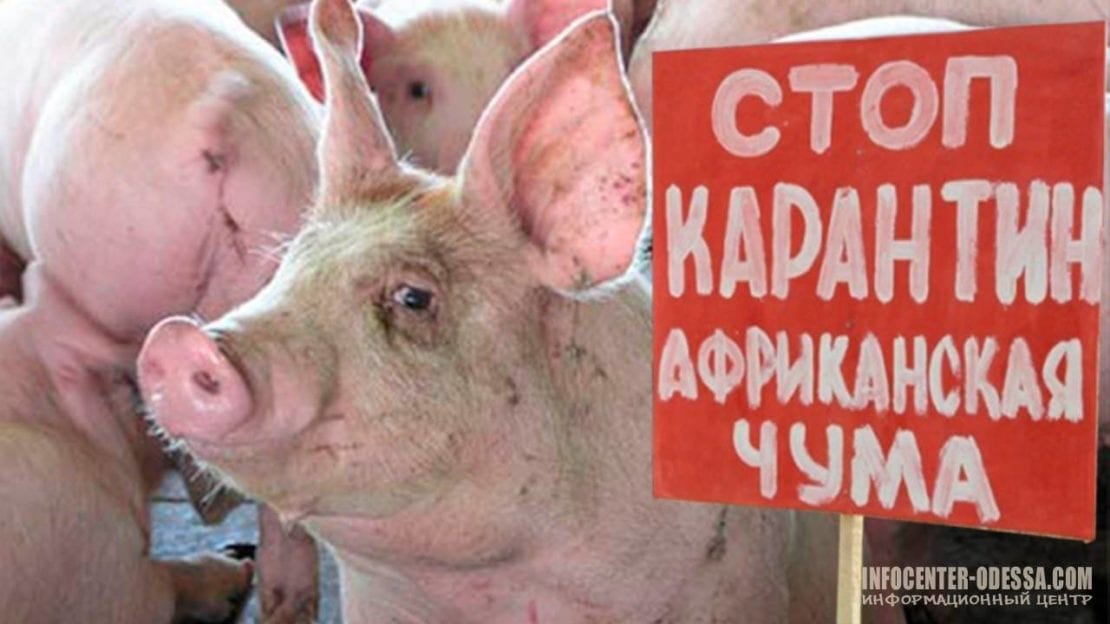 Под Днепром обнаружены туши мертвых свиней: произошла вспышка африканской чумы. Новости Днепра