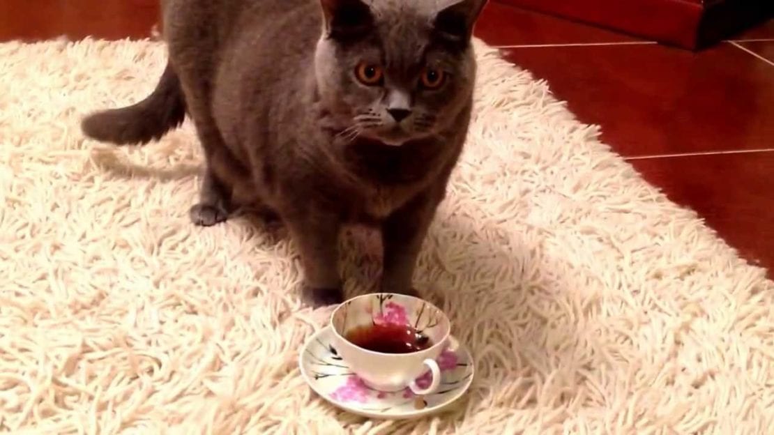 Днепрян приглашают на чаепитие с котами. Новости Днепра