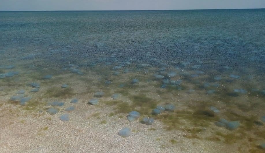 Азовское море в Геническе снова захватили медузы: мест для курортников нет (Видео). Новости Днепра