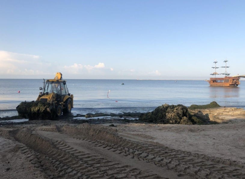 Катастрофа на пляжах Бердянска: побережье тонет в водорослях. Новости Днепра