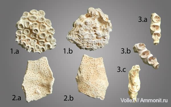 Доисторическое море и останки древних акул: какие тайны хранит рыбальский карьер на Игрени. Новости Днепра