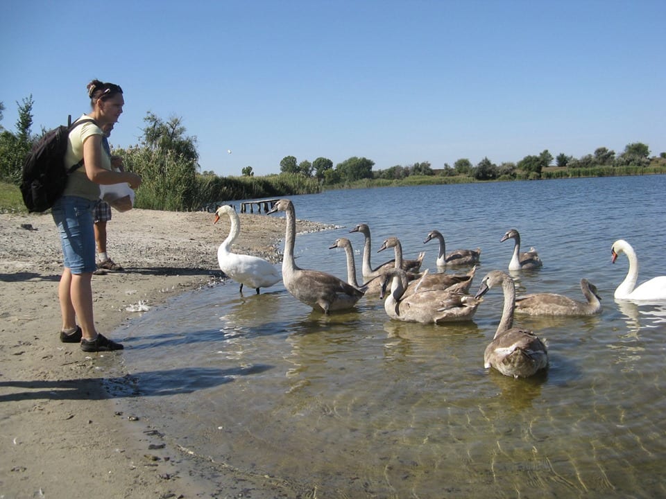 В Днепропетровской области есть необыкновенное лебединое озеро: как добраться. Новости Днепра