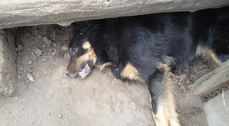 В Днепре в частном секторе травят собак: жители бьют тревогу. Новости Днепра