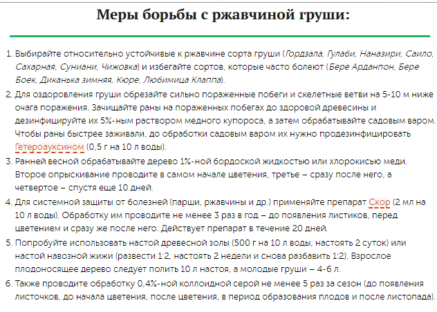 В Днепре деревья массово поражает страшная "ржавая" болезнь (Фото). Новости Днепра