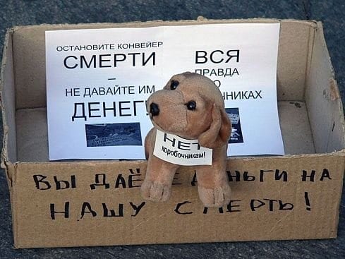 В Днепре перекупщики жестоко издеваются над животными. Новости Днепра