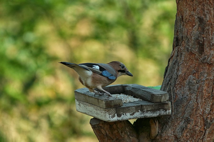В Днепре есть место, где можно покормить птиц с рук (ФОТО)
