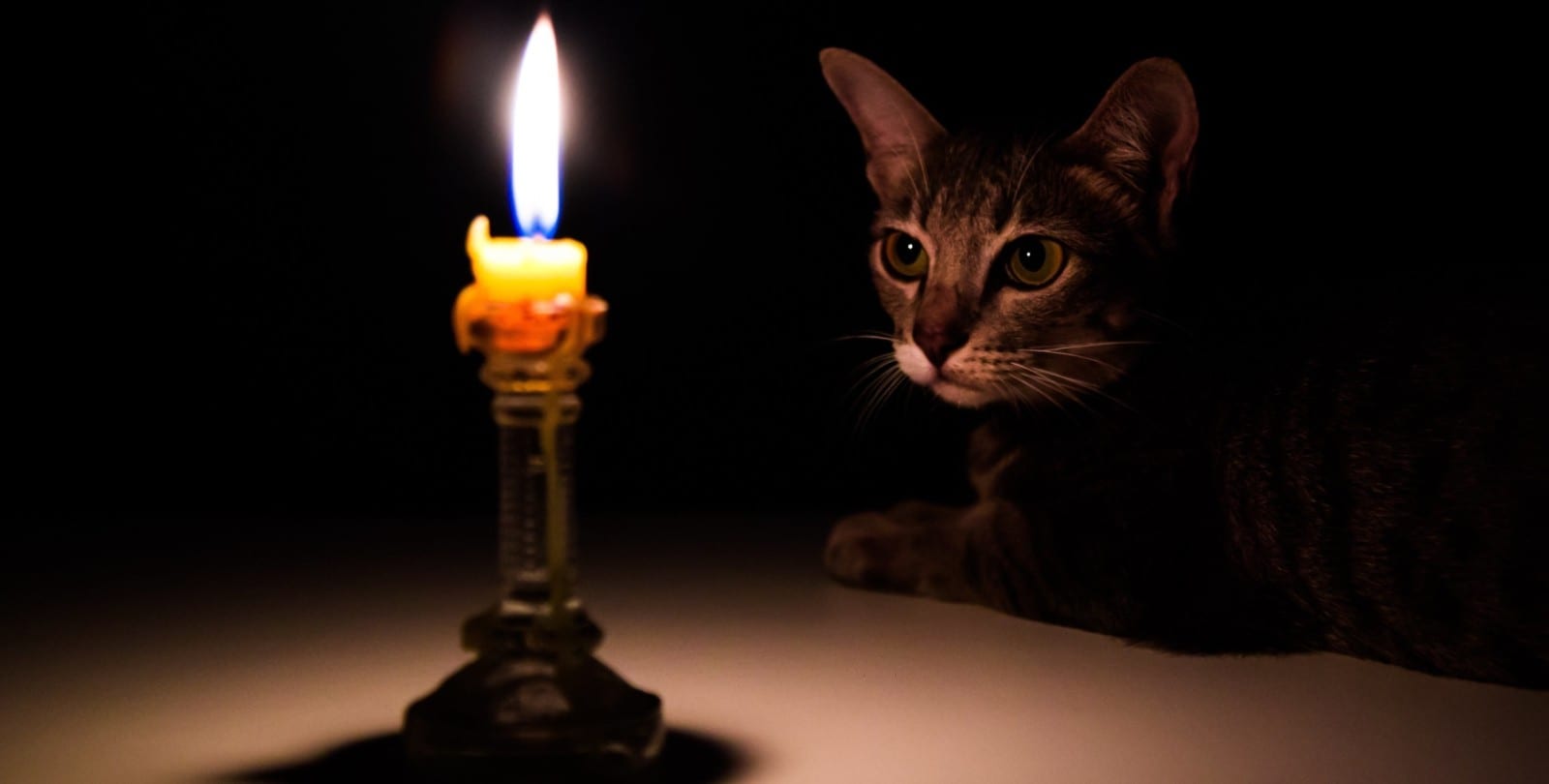 Coat candle cat king что лишнее