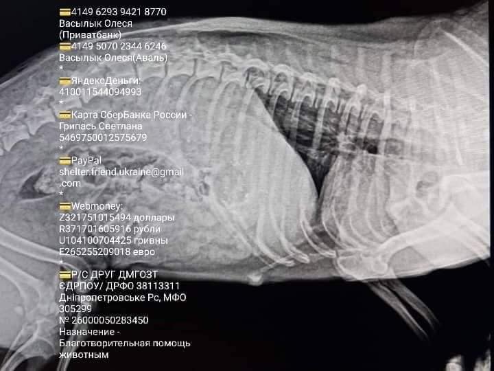 В Днепре от чудовищных травм спасают рыжую малышку. Наше Місто