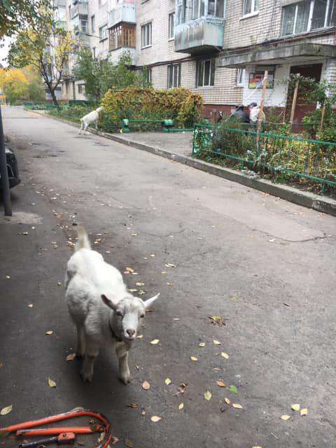 В Днепре козы атакую городские клумбы (Фото). Новости Днепра