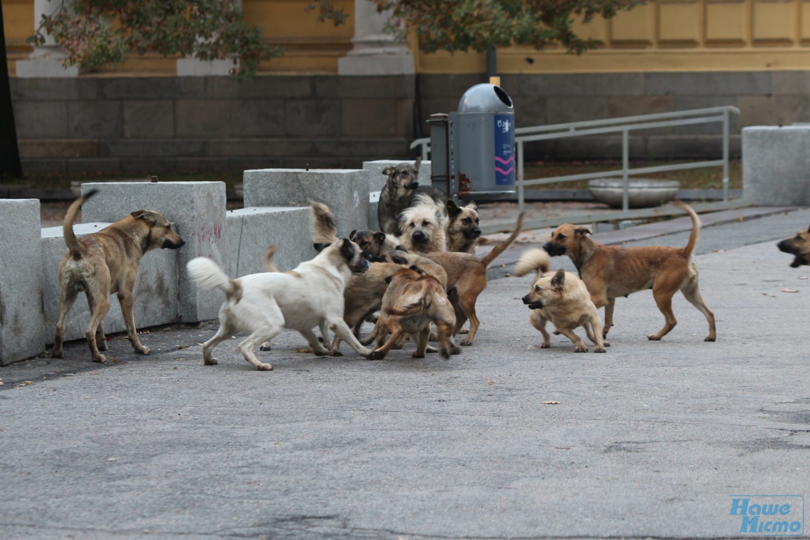 В Днепре на улицу выбрасывают собак ценой в десятки тысяч гривен. Новости Днепра