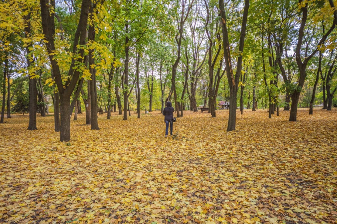 Осень в Днепре: парк Шевченко чарует красками (Фото). Новости Днепра