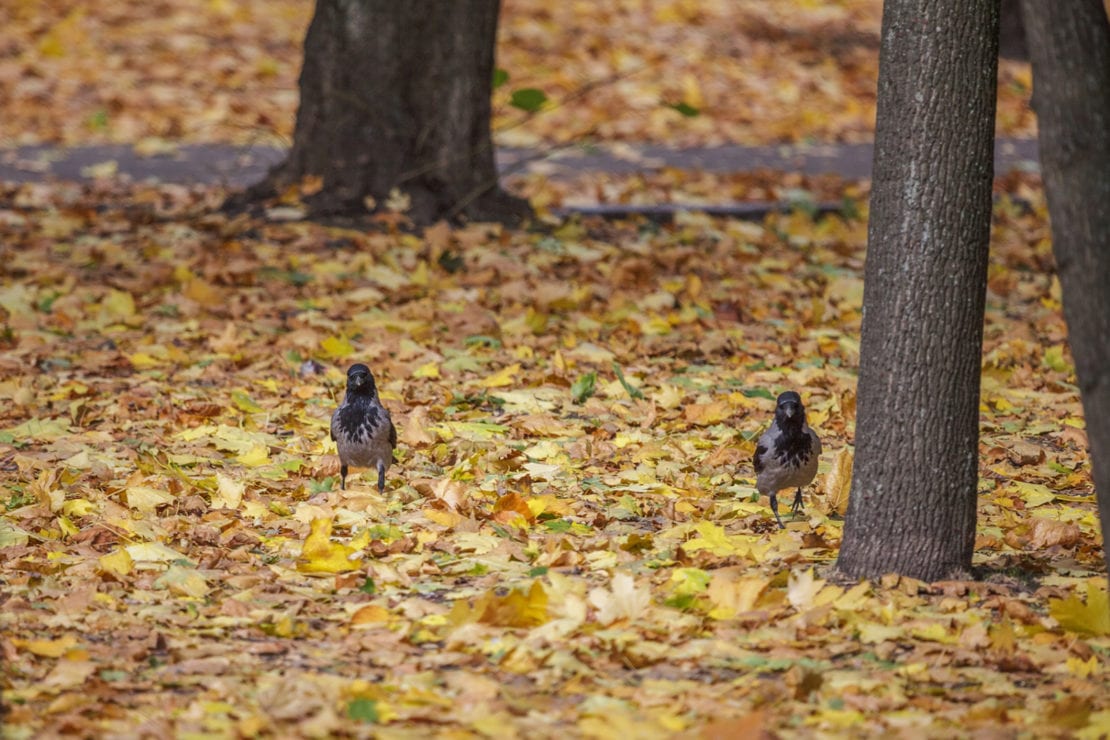 Осень в Днепре: парк Шевченко чарует красками (Фото). Новости Днепра