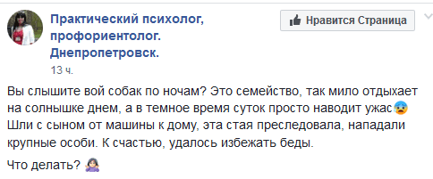 В Днепре бездомные собаки наводят ужас на жителей Тополя. Новости Днепра