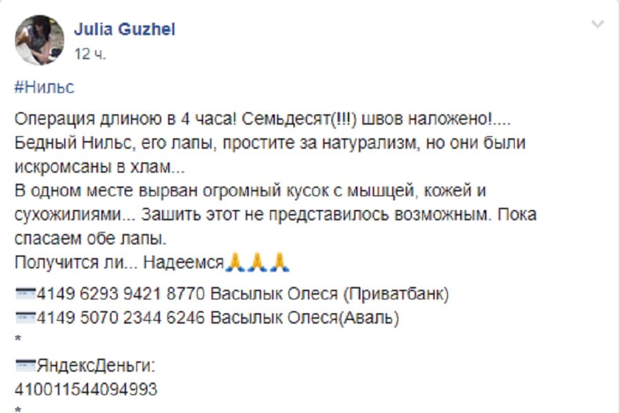 В Днепре спасают чудовищно израненную собаку: на теле нет живого места (Фото) Новости Днепра