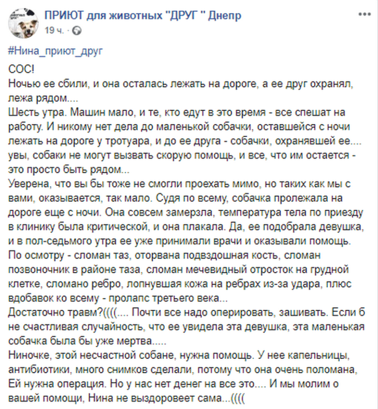 В Днепре от чудовищных травм спасают рыжую малышку. Наше Місто