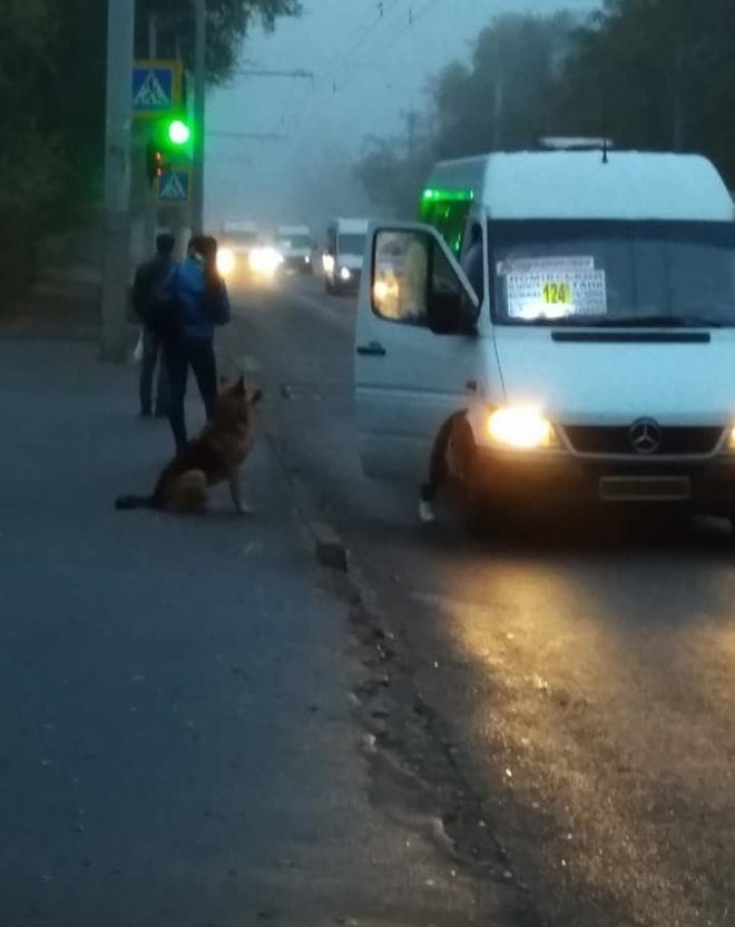 В Днепре появился новый Хатико. Новости Днепра