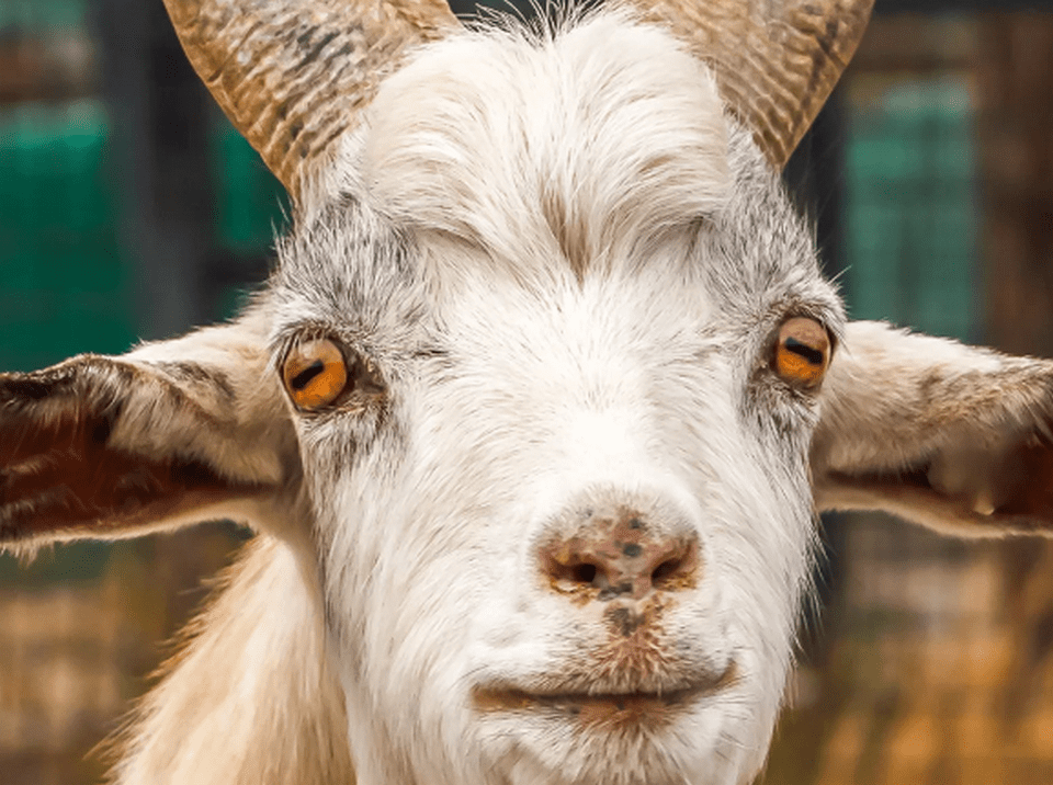 В Днепре козы атакую городские клумбы (Фото). Новости Днепра