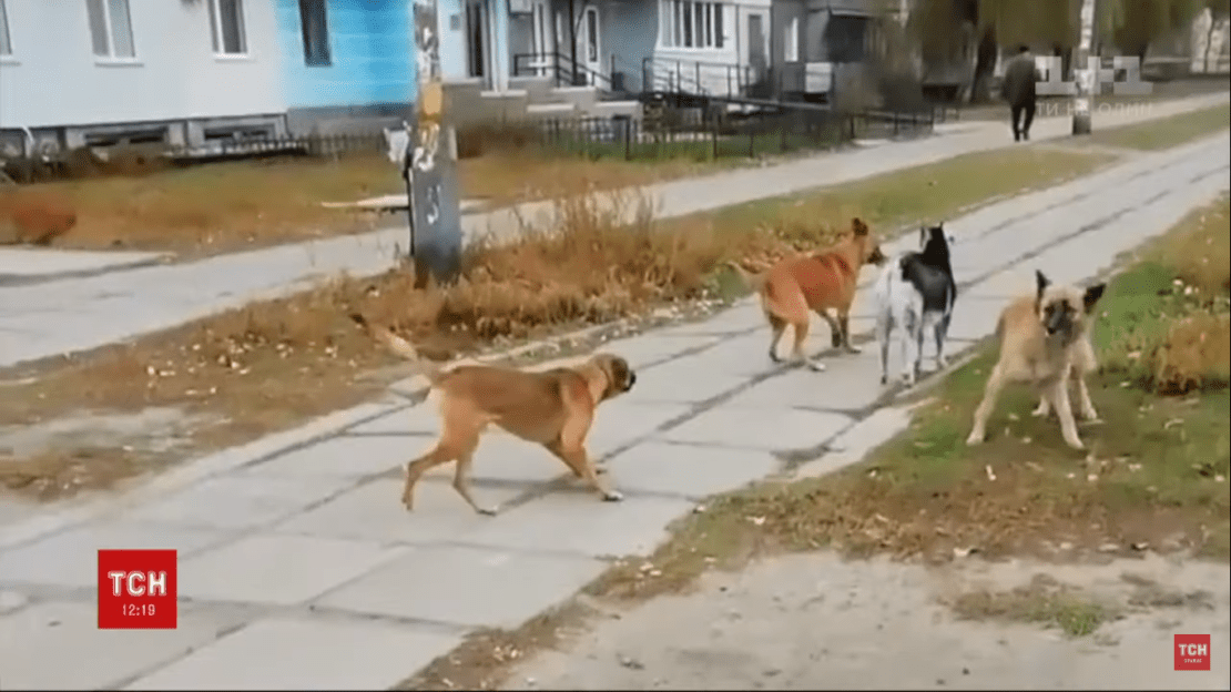 В Павлограде козел возглавил банду бездомных собак. Новости Днепра