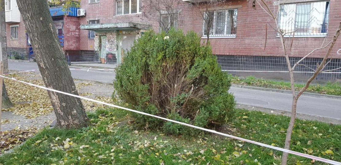 В Днепре на Солнечном вандалы изуродовали одно из самых древних растений (Фото). Новости Днепра