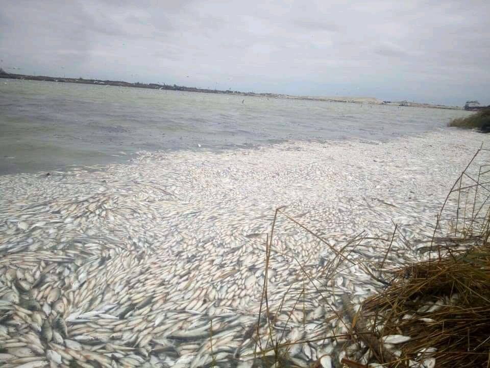 В реке Днепр зафиксировали массовый мор рыбы: экологи бьют тревогу (Фото). Новости Днепра
