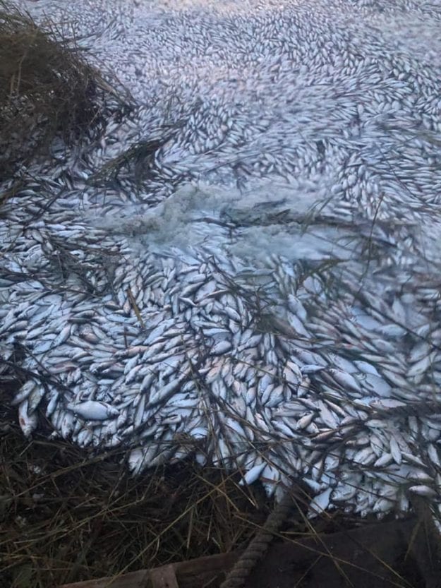 На р. Днепр в Херсонской области  произошло масштабное экологическое бедствие (Фото). Новости Днепра