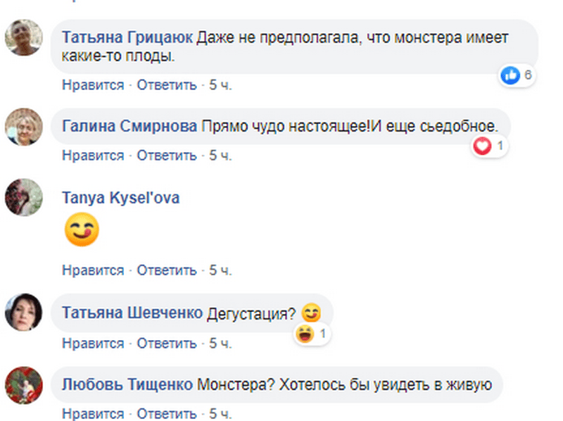 В Днепре в ботсаду ДНУ созрело съедобное чудо. Новости Днепра