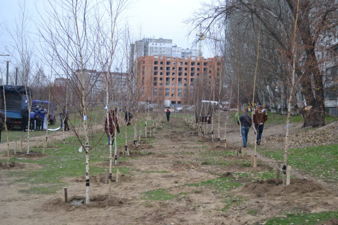 Березовый сад из 100 молодых деревьев появился на левом берегу Днепра (ФОТОРЕПОРТАЖ). Новости Днепра