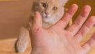 Доктор Комаровский предупреждает: кошки смертельно опасны для детей. Новости Днепра