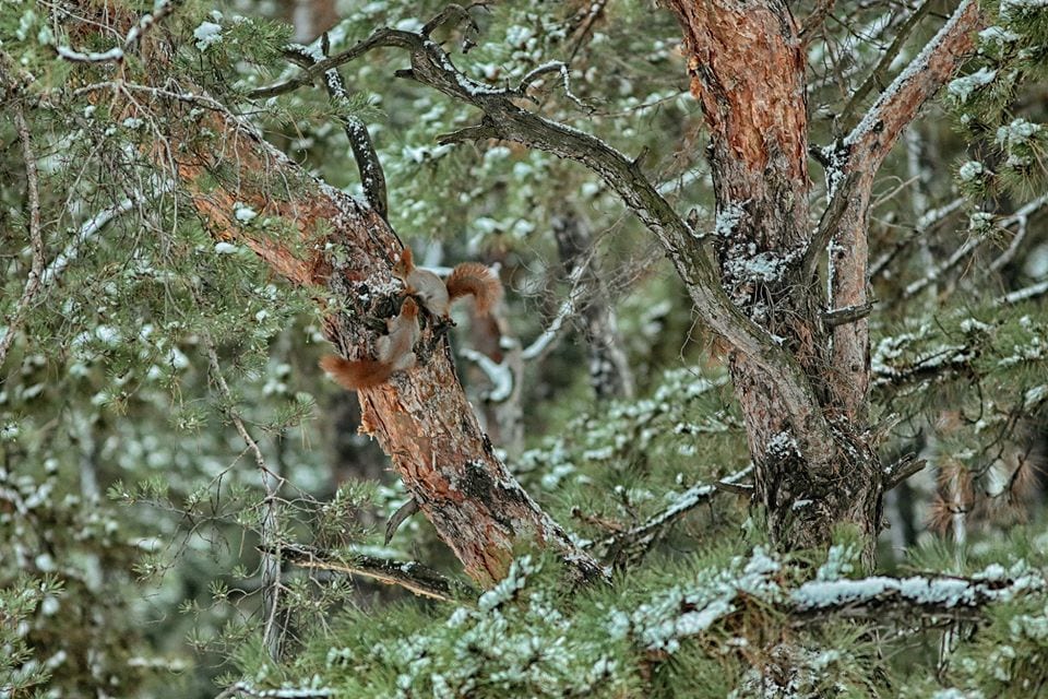 В Днепре белочки в зимнем лесу очаровали весь город (Фото). Новости Днепра