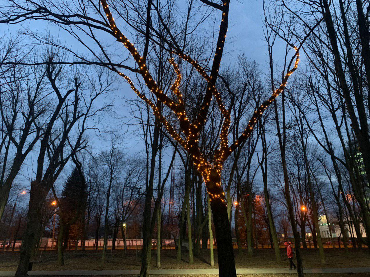 Кронштадт деревья. Дерево желаний в Кронштадте. Дерево желаний в парке.