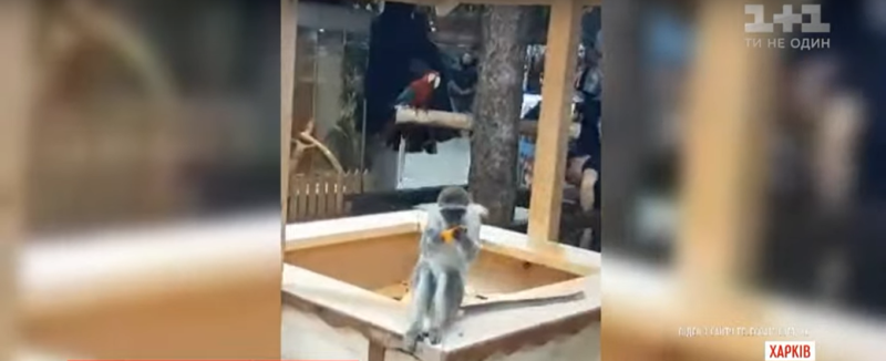 В Харькове обезьяна устроила переполох в супермаркете (Видео)