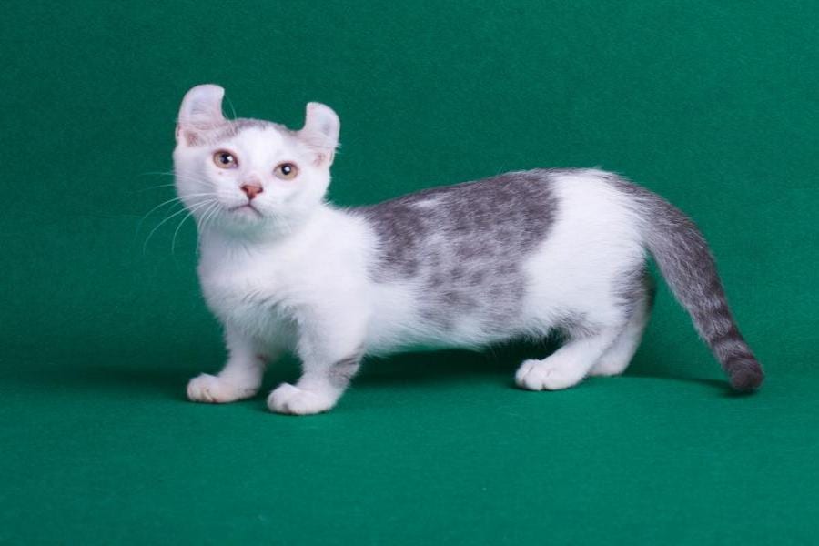 Самые маленькие породы кошек в мире: редкие виды
