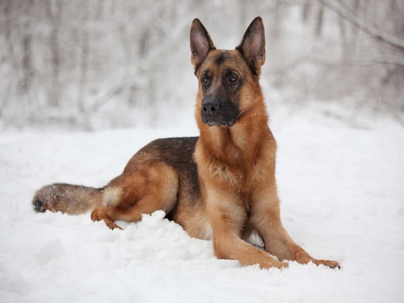 Какие породы собак самые популярные в Украине