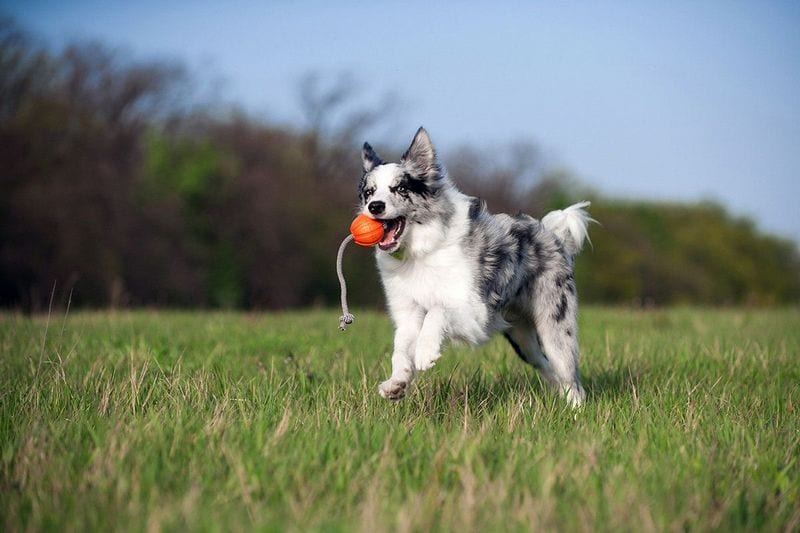 Собачье сердце: ученые установили, почему собаки такие верные