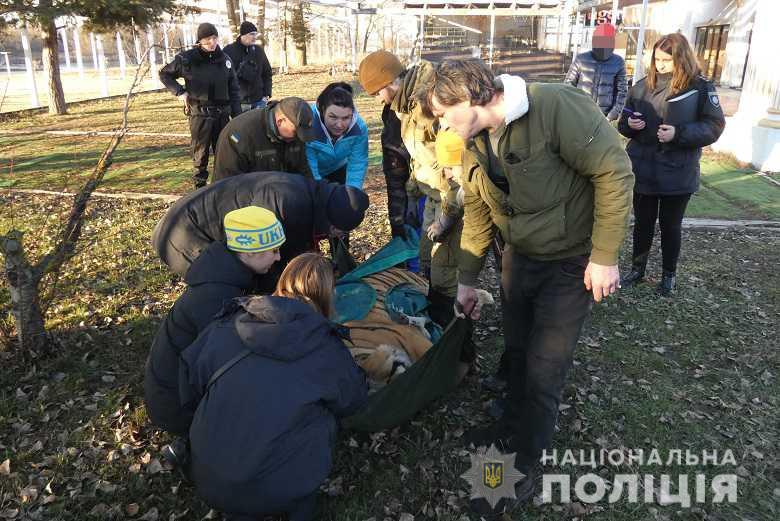 В Киеве из частной резиденции на острове вывезли 6 тигров