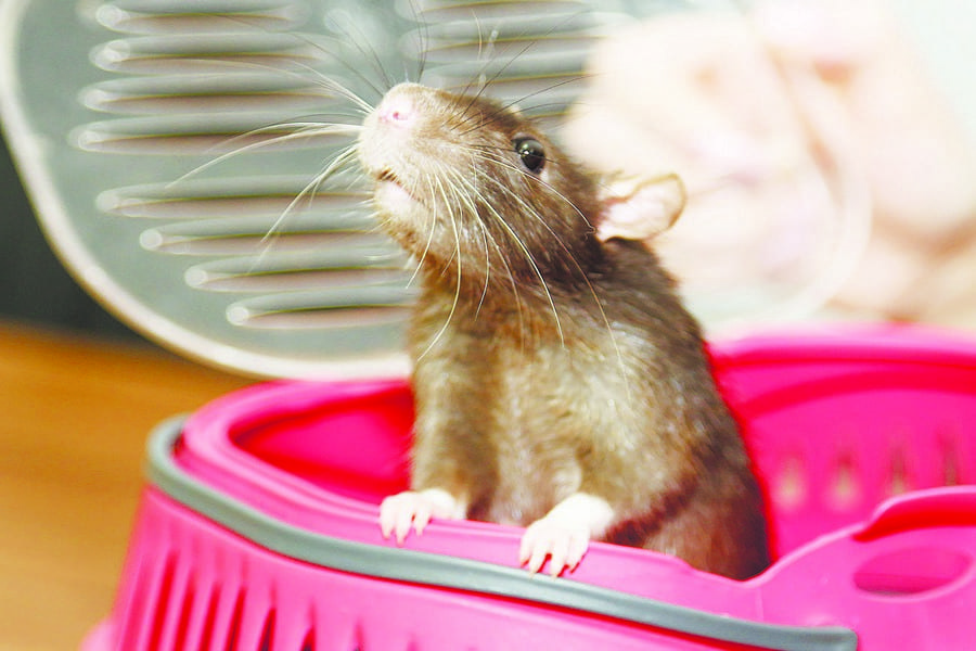 Символ года – не игрушка: как правильно ухаживать за крысами