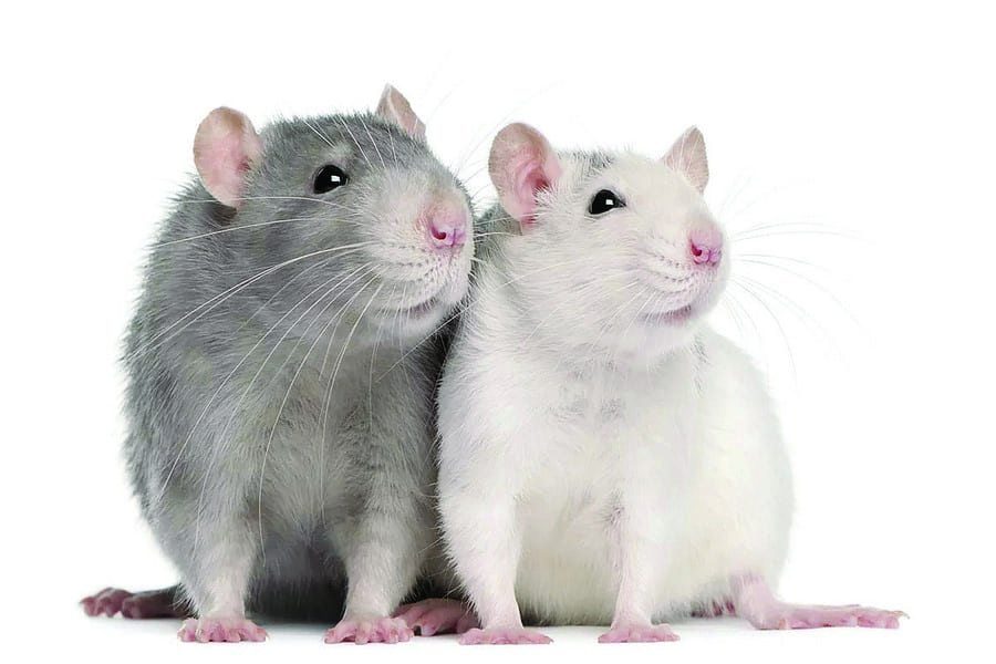 Символ года – не игрушка: как правильно ухаживать за крысами