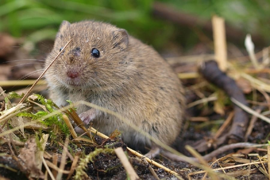 Катастрофа на полях: аномальная зима привела к нашествию мышей