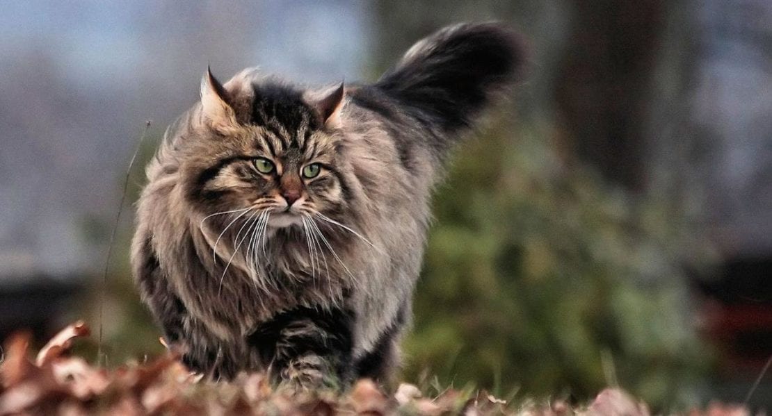 Самые пушистые кошки | Сибирская кошка