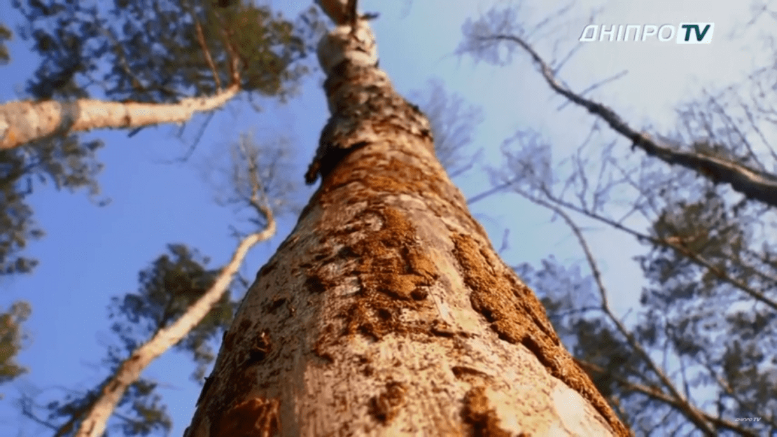 В Днепре жители ж/м Северный уничтожили свой лес (Видео)
